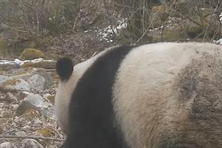 半场-克雷桑造险费莱尼险破门 山东泰山暂时0-0大连人